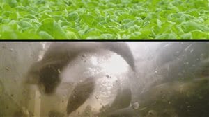 Système de culture de laitue au-dessus d'un élevage de poissons.
