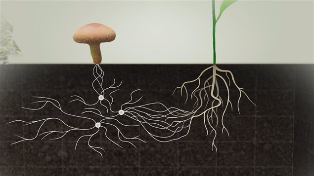 90% des plantes collaborent avec les champignons pour vivre.