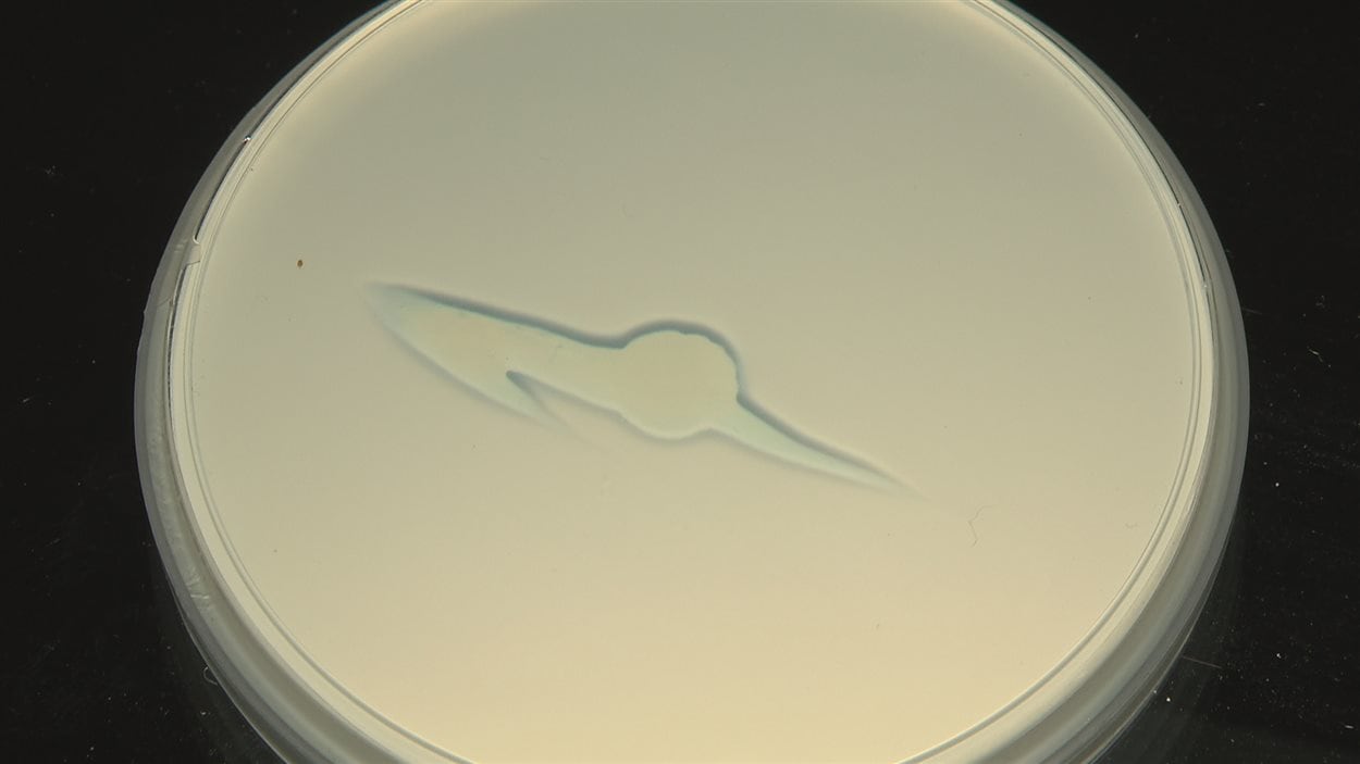 Évolution de la digestion de l'apatite par une bactérie en laboratoire. Photo 1
Évolution de la digestion de l'apatite par une bactérie en laboratoire. Photo 1