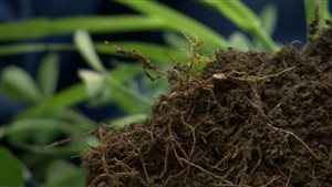 Les mycorhizes permettent aux racines d'aller chercher les nutriments dans le sol.