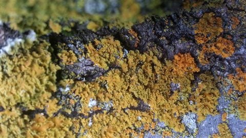 Lichens qui se nourrissent de la pierre.