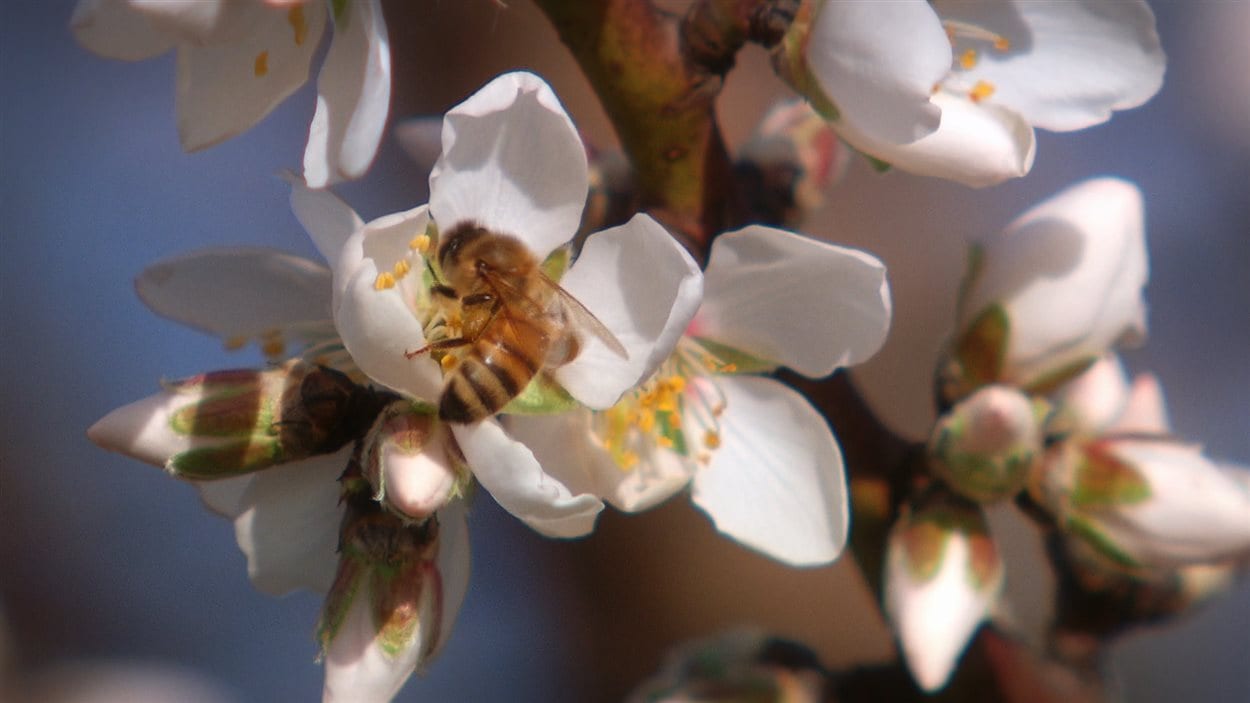 Une abeille butine une fleur en Californie Une abeille butine une fleur en Californie