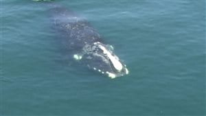 Les baleines noires ont été retracées jusque dans le golfe Saint-Laurent.