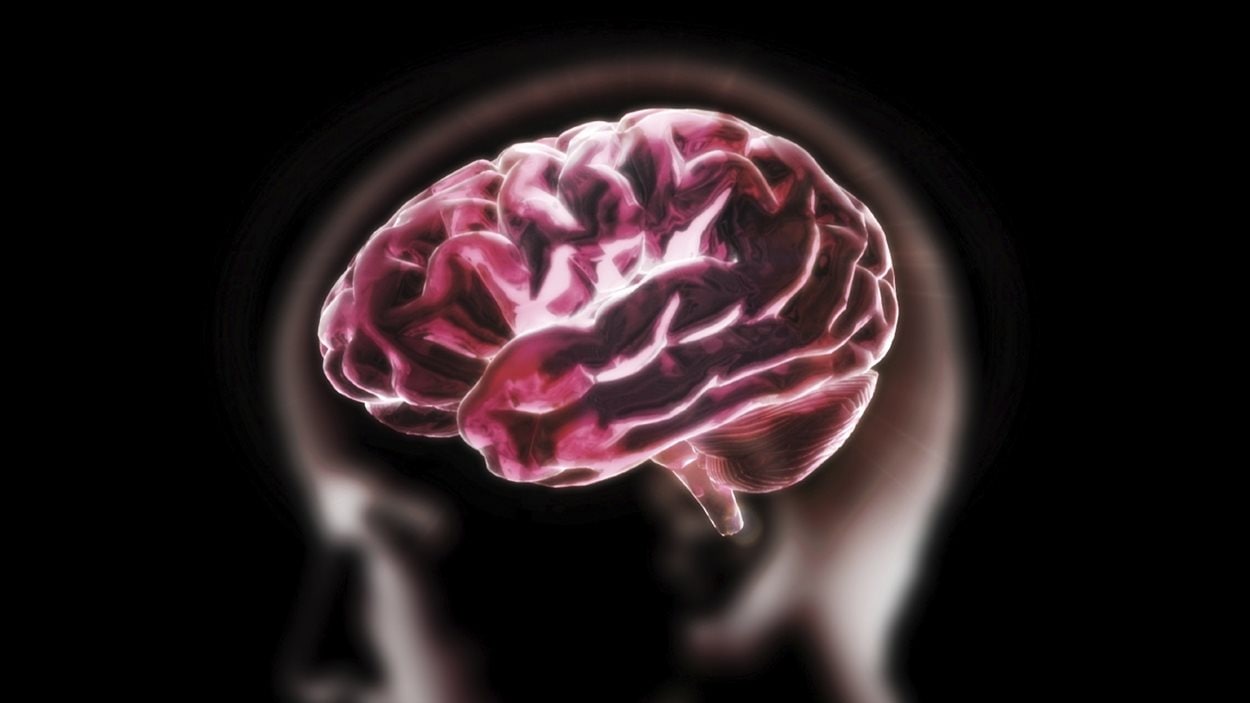 Représentation d'un cerveau humain Représentation d'un cerveau humain