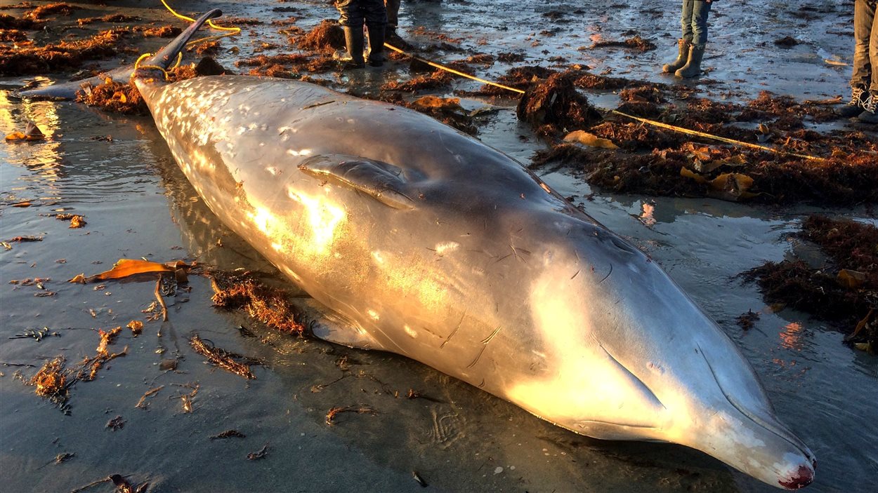 Découverte d'une baleine à bec de Cuvier en NouvelleÉcosse ICI.RadioCanada.ca
