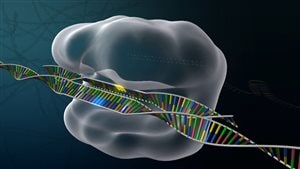 Corriger les gênes défectueux afin de pouvoir guérir les maladies génétiques: un rêve devenu réalité