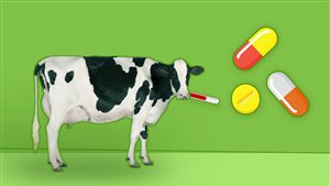 L'utilisation des antibiotiques dans les élevages