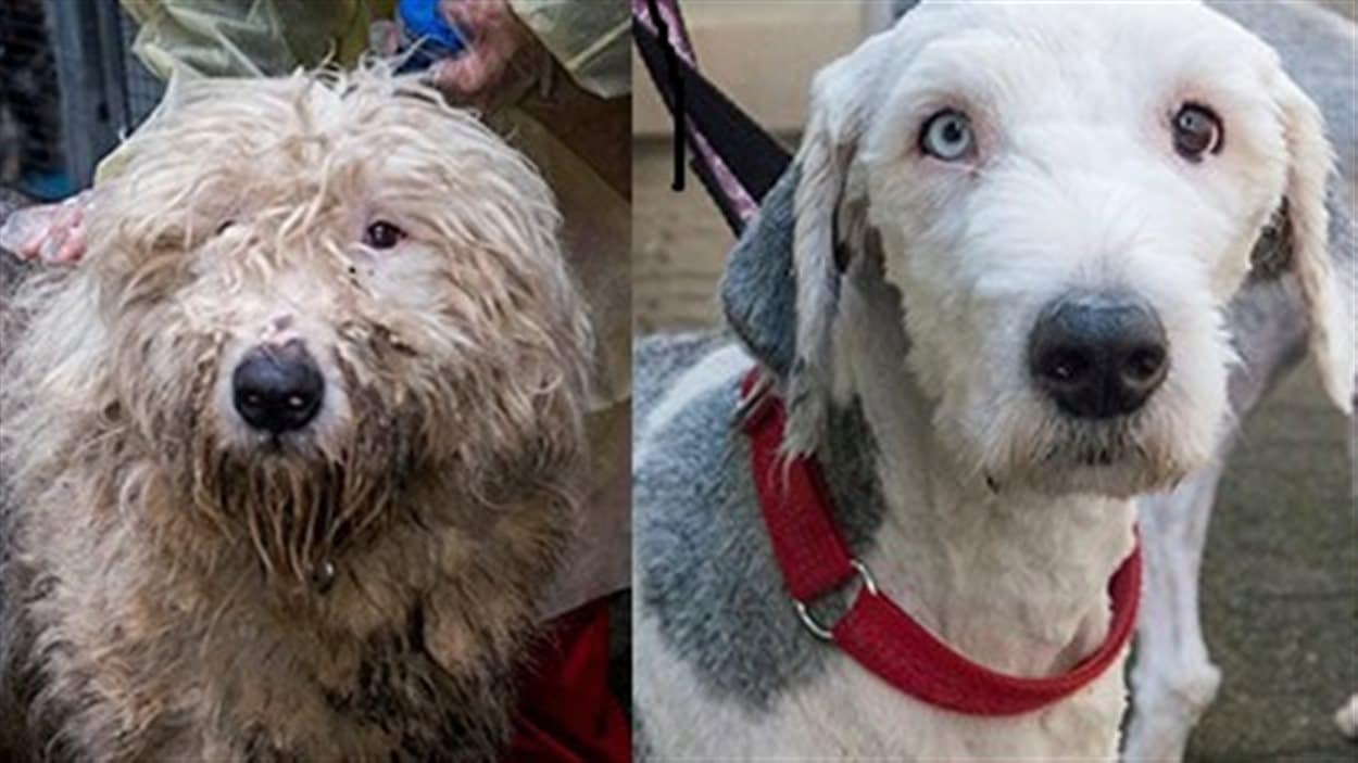 Des chiens maltraités et saisis par la SPCA sont prêts