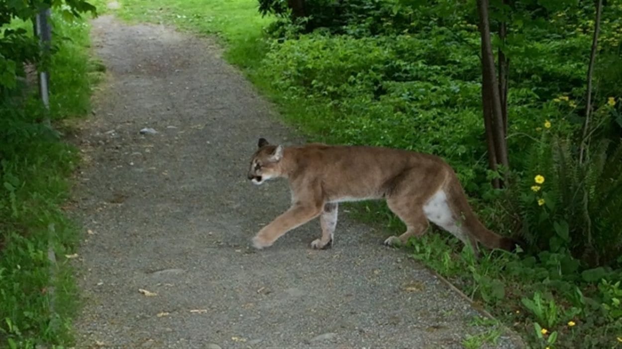 Cougar quebec Cougar quebec