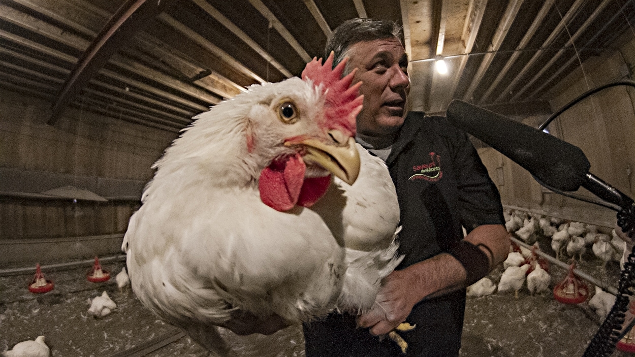 Sylvain Bernard et une de ses protégées de la ferme Aux Saveurs des Monts. Sylvain Bernard et une de ses protégées de la ferme Aux Saveurs des Monts.