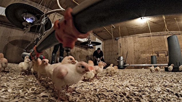 La ferme Aux Saveurs des Monts vise à respecter un rythme de croissance régulier des poulets. La ferme Aux Saveurs des Monts vise à respecter un rythme de croissance régulier des poulets.