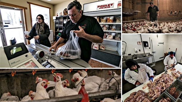 La ferme Aux Saveurs des Monts s'occupe de toute la chaîne de production. La ferme Aux Saveurs des Monts s'occupe de toute la chaîne de production.