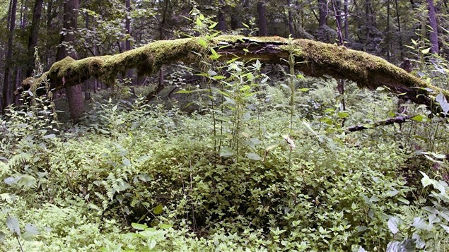 Selon les autorités polonaises, une colonie de scolytes, un insecte xylophage, met en péril les arbres sur le site. Selon les autorités polonaises, une colonie de scolytes, un insecte xylophage, met en péril les arbres sur le site.