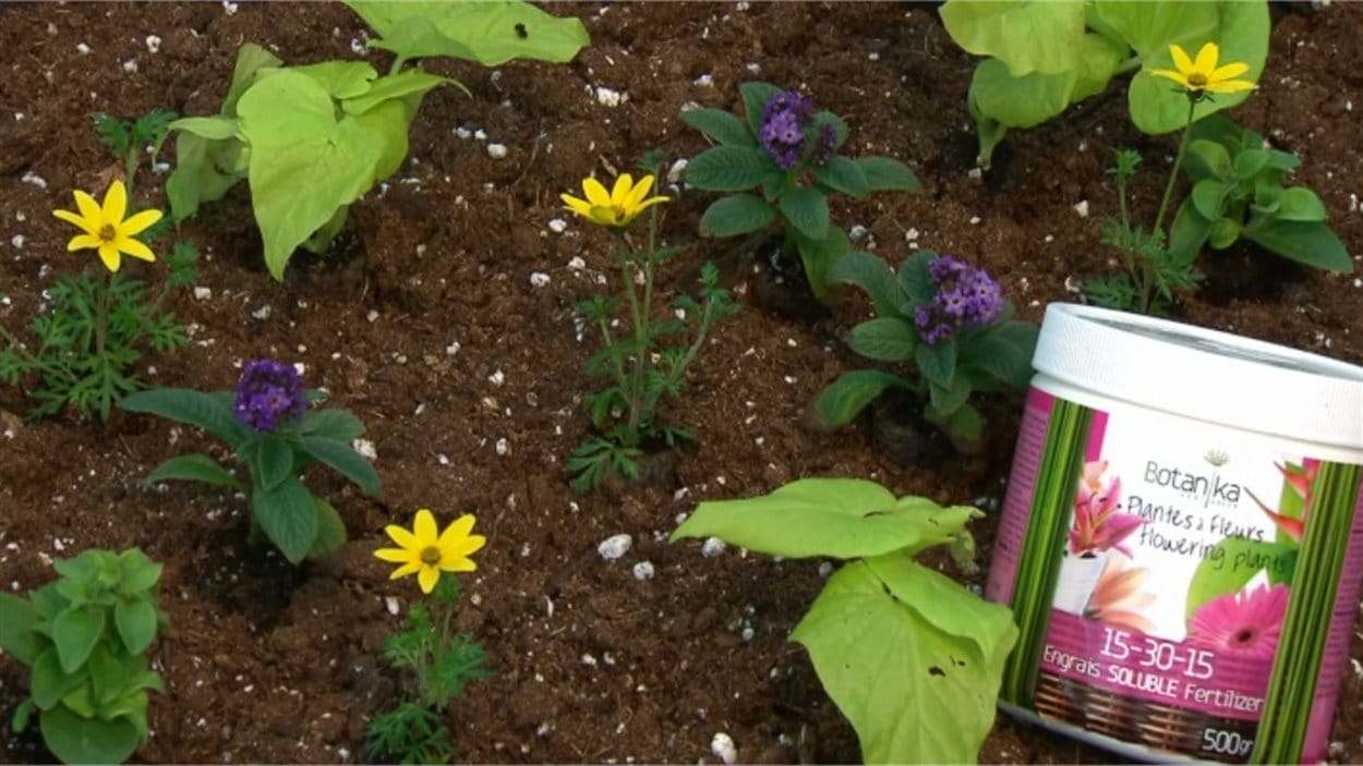 Des plantes et de l'engrais Des plantes et de l'engrais