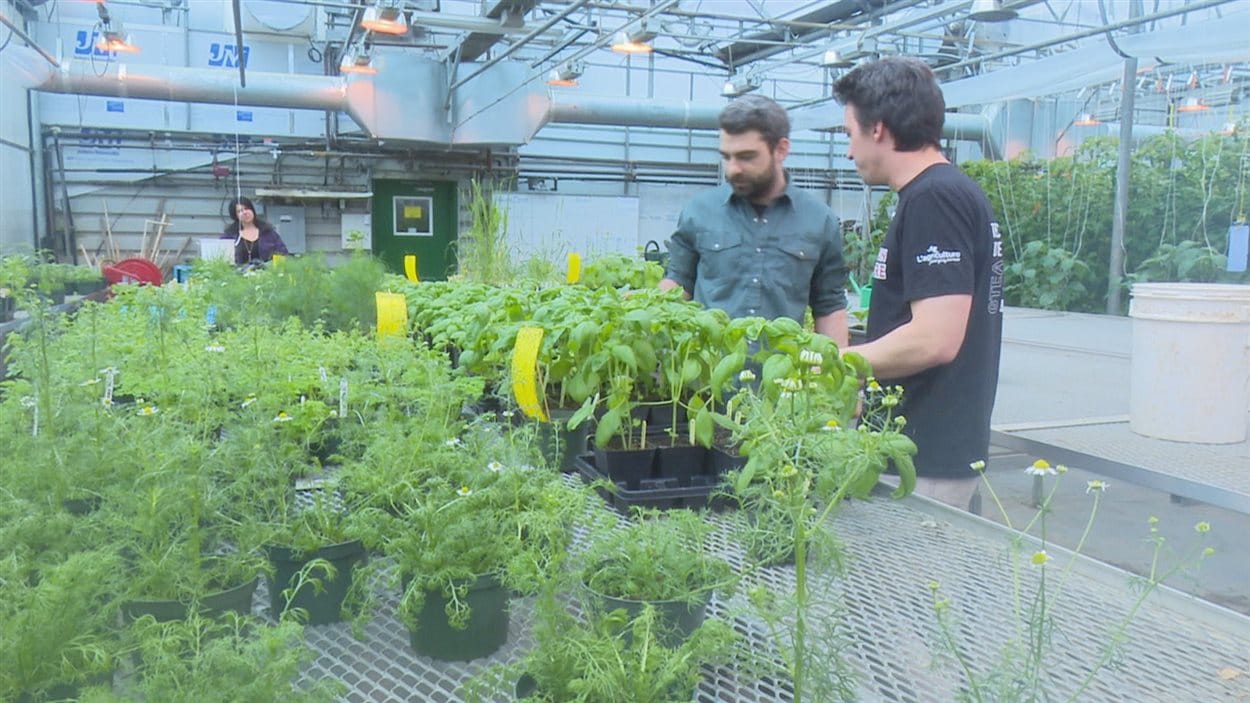 L'engouement pour l'agriculture biologique se fait sentir parmi les inscriptions au Cégep de Victoriaville. L'engouement pour l'agriculture biologique se fait sentir parmi les inscriptions au Cégep de Victoriaville.
