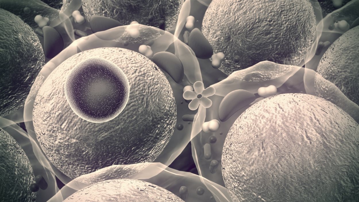 Des cellules Des cellules