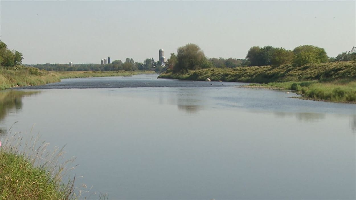 La renouée du Japon envahit les bandes riveraines. La renouée du Japon envahit les bandes riveraines.