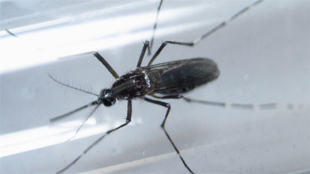 Le virus Zika se propage en grande partie par les moustiques. Le virus Zika se propage en grande partie par les moustiques.
