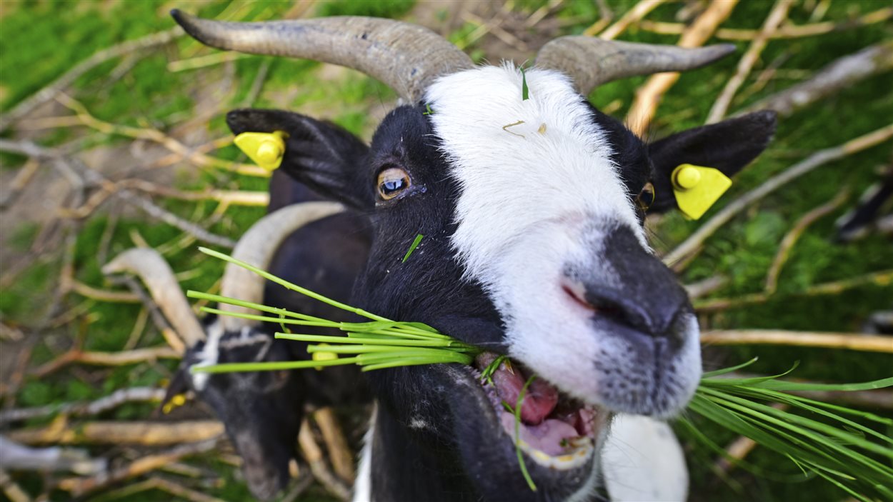 Une chèvre broute des herbes. Une chèvre broute des herbes.