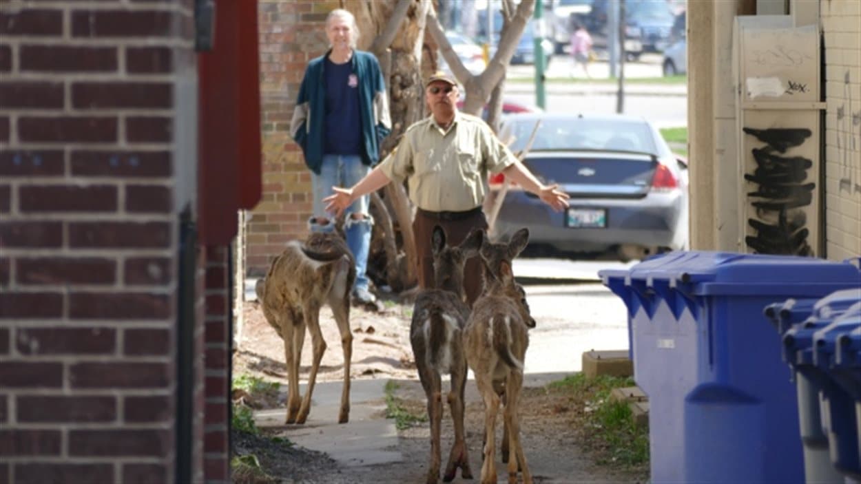 Un agent de la faune tente d'éloigner les cerfs de Virginie du centre-ville Un agent de la faune tente d'éloigner les cerfs de Virginie du centre-ville