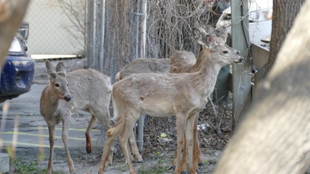 Des cerfs de Virginie au centre-ville de Winnipeg Des cerfs de Virginie au centre-ville de Winnipeg