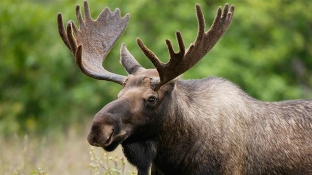 Radio Canada Cote Nord >> Plus de 4600 permis de chasse à l’orignal au N.-B. en 2016 ... Radio Canada Cote Nord >> Plus de 4600 permis de chasse à l’orignal au N.-B. en 2016 ...