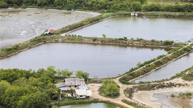 Une ferme de crevettes au Vietnam. Une ferme de crevettes au Vietnam.