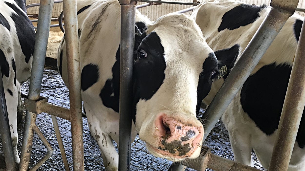 Une vache. Une vache.