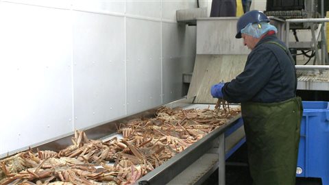 Travailleur d'une usine de crabe