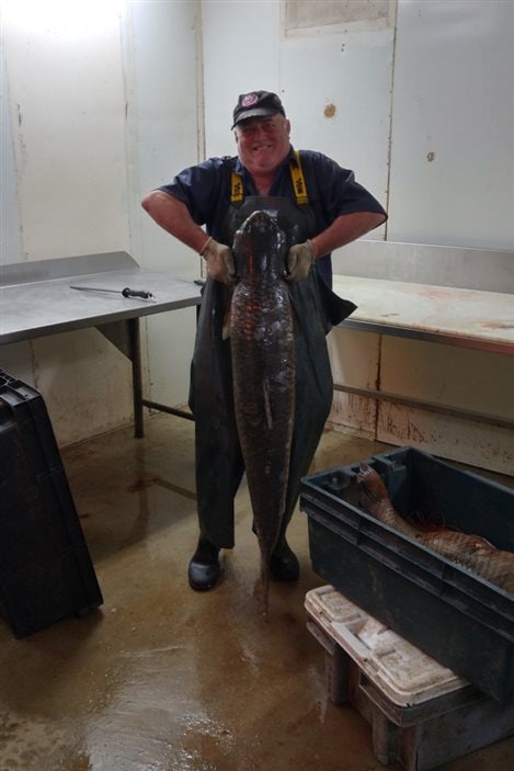 La carpe asiatique pêchée dans le fleuve Saint-Laurent La carpe asiatique pêchée dans le fleuve Saint-Laurent