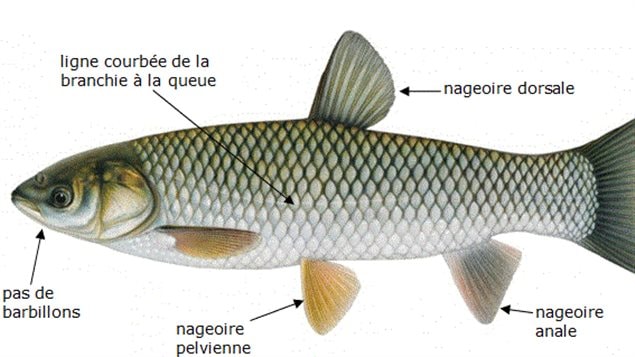 Une carpe de roseau Une carpe de roseau