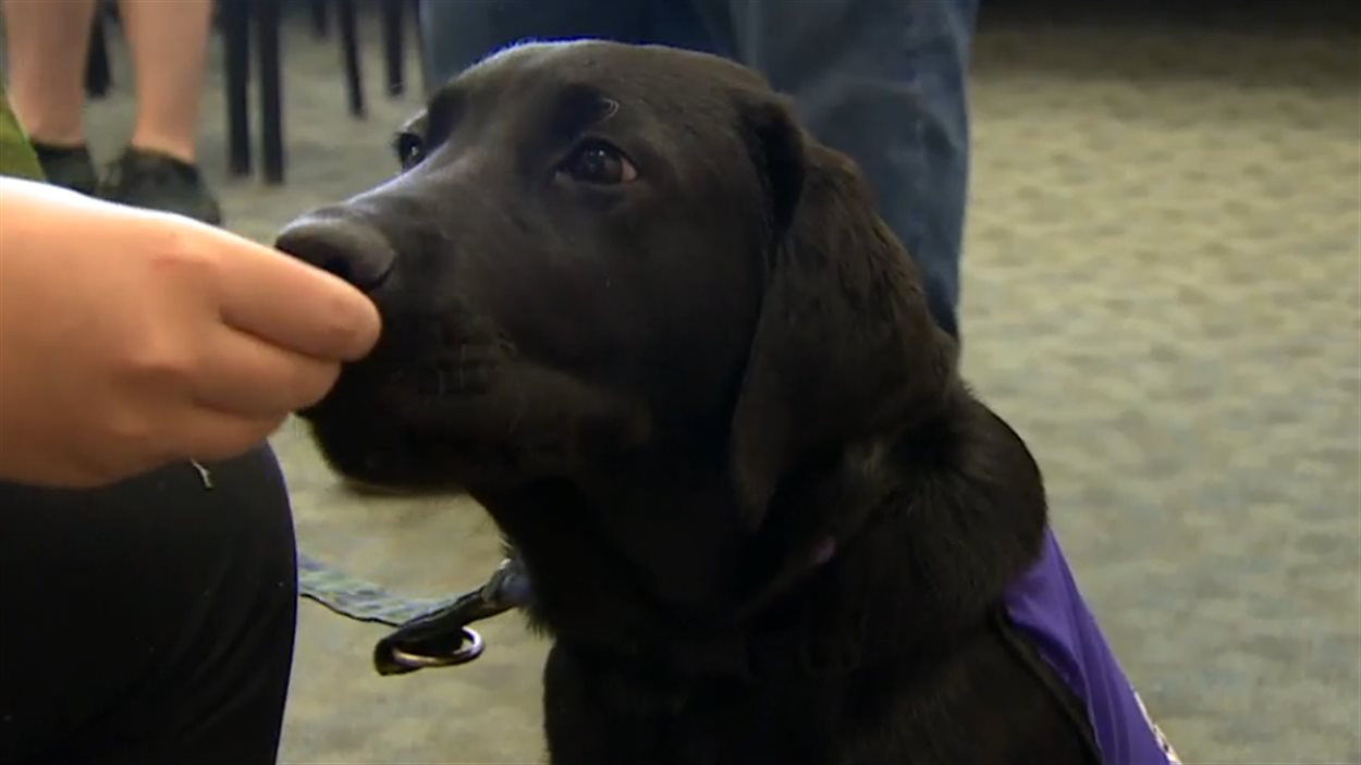 Le chien Ortona est en formation à la base militaire d'Edmonton. Le chien Ortona est en formation à la base militaire d'Edmonton.
