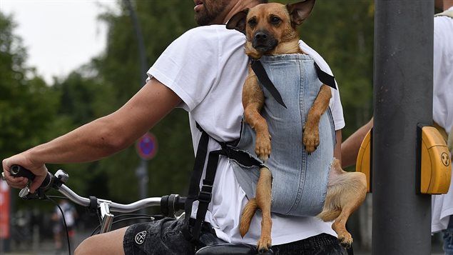 Un cycliste et son chien à Berlin en août 2014. Un cycliste et son chien à Berlin en août 2014.