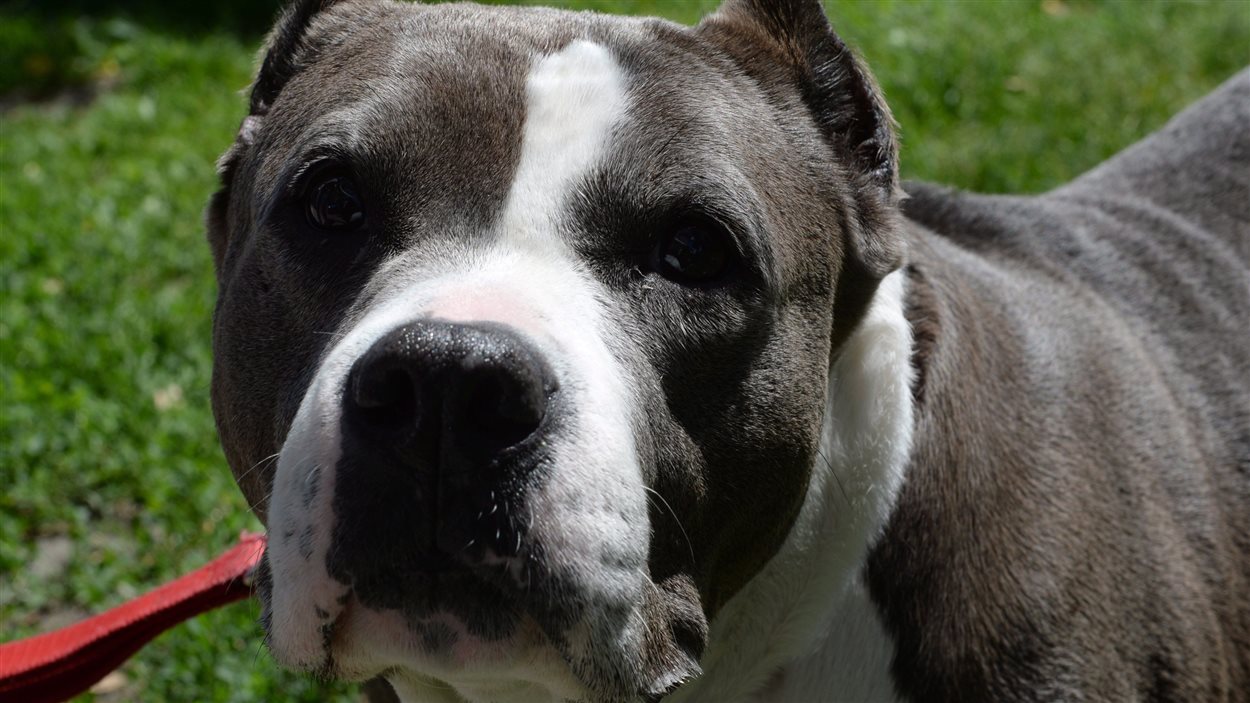 Québec va serrer la vis aux propriétaires de pitbulls. Québec va serrer la vis aux propriétaires de pitbulls.