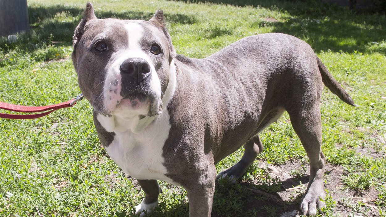 Un chien pitbull de la SPCA à Montréal Un chien pitbull de la SPCA à Montréal