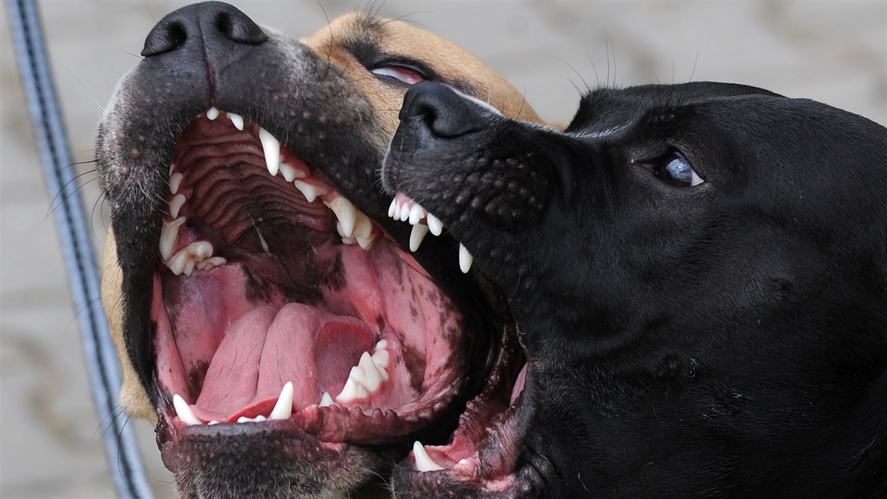 Deux pitbulls la gueule ouverte Deux pitbulls la gueule ouverte