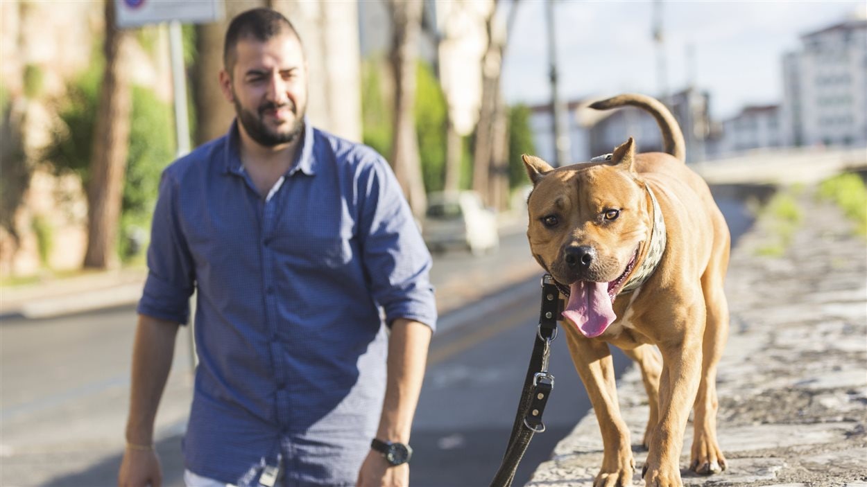 Un pitbull et son maître Un pitbull et son maître