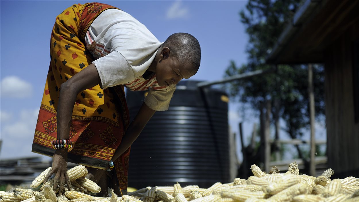 La récolte du maïs au Kenya