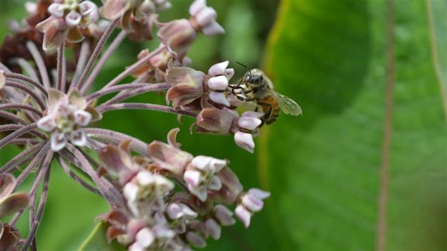 Au Vermont, une fleur d’asclépiade sur laquelle un insecte pollinisateur s’est posé Au Vermont, une fleur d’asclépiade sur laquelle un insecte pollinisateur s’est posé
