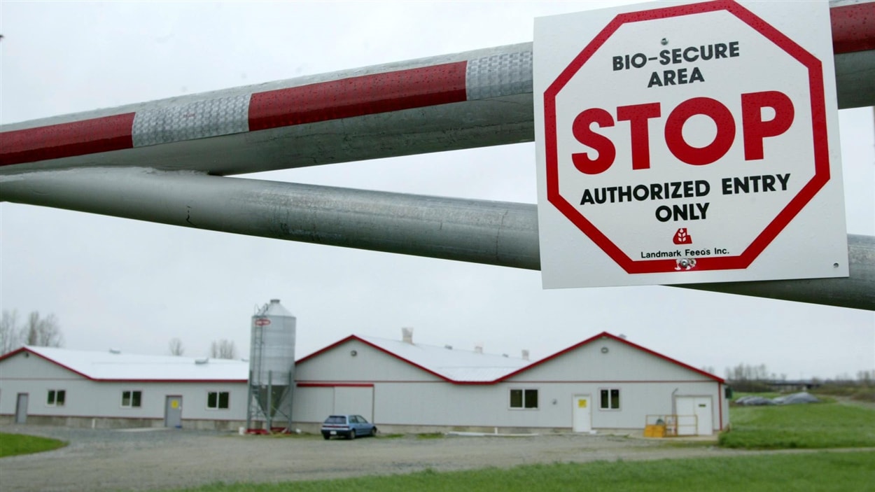 L'agence canadienne d'inspection des aliments a mis en quarantaine tous les lieux situés dans un rayon de trois kilomètres autour de la ferme. L'agence canadienne d'inspection des aliments a mis en quarantaine tous les lieux situés dans un rayon de trois kilomètres autour de la ferme.