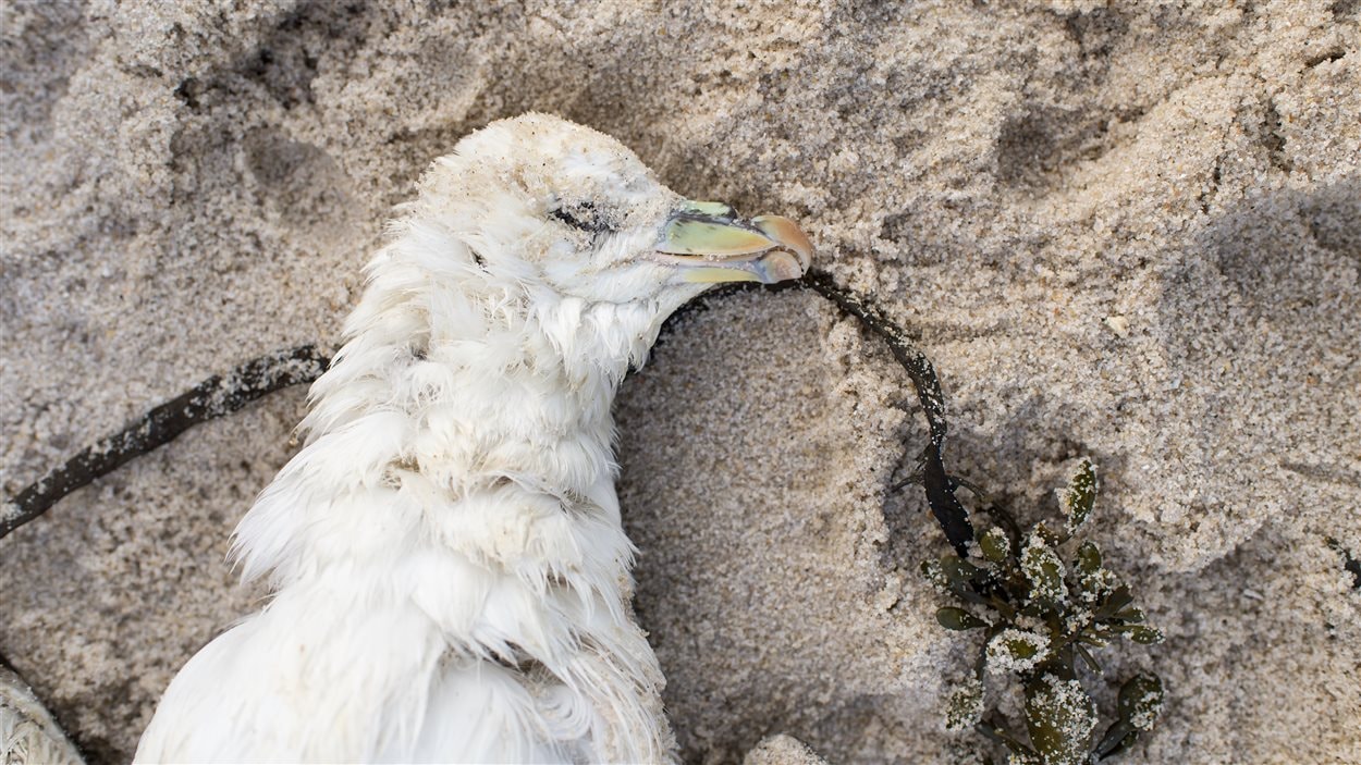 Comment Savoir Si Un Oiseau Est Mort