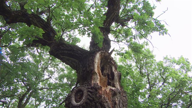 Ces arbres exceptionnels qui se dressent au Manitoba ICI 