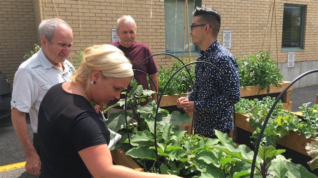 Un potager urbain pour redonner le goût de manger à des patients | ICI.Radio-Canada.ca