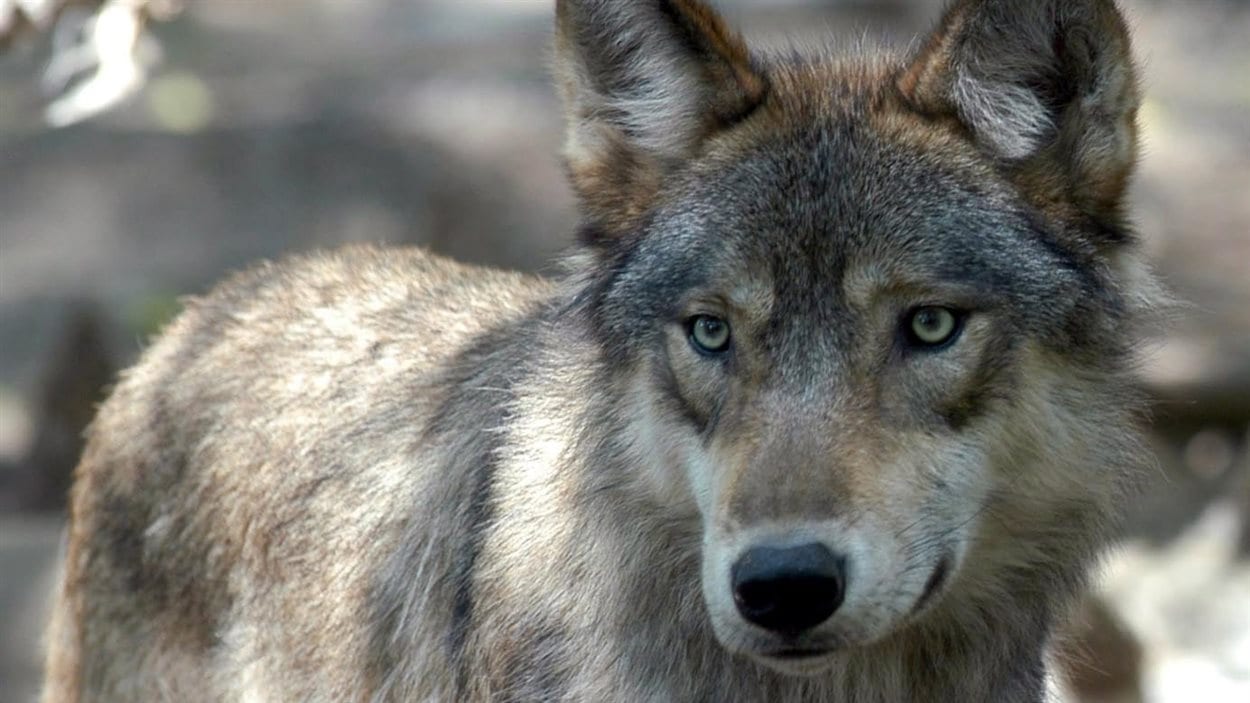 Un loup. Un loup.