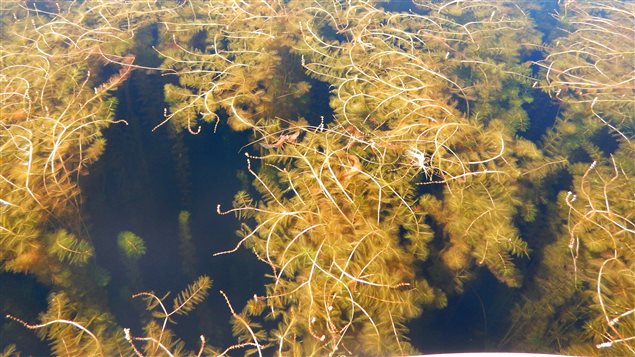 Myriophylle à épi Myriophylle à épi