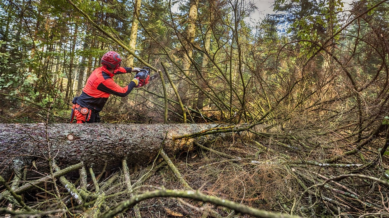 Quatre jours en forêt pour découvrir les métiers du bois ICI.RadioCanada.ca Quatre jours en forêt pour découvrir les métiers du bois ICI.RadioCanada.ca