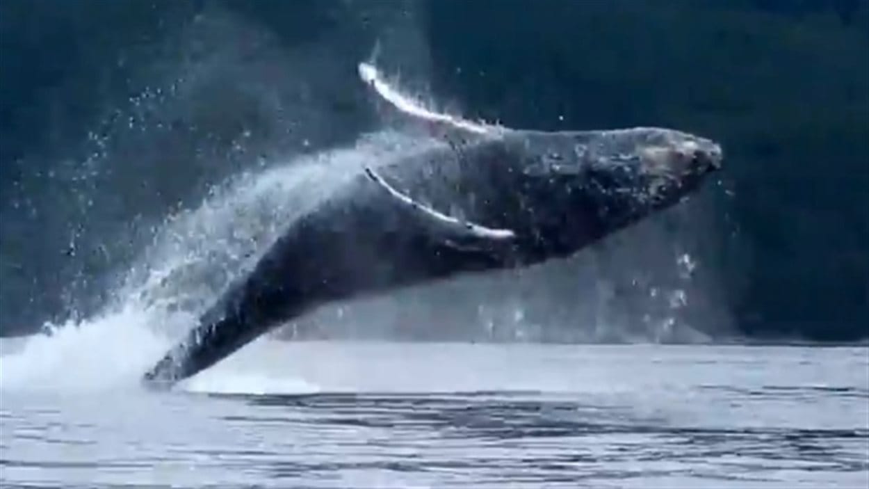 Heather Lawrence qui prenait part à une expédition de kayak a filmé un spectacle impressionnant donné par un groupe de baleines à bosse dans les eaux de la côte sud de la C.-B. Heather Lawrence qui prenait part à une expédition de kayak a filmé un spectacle impressionnant donné par un groupe de baleines à bosse dans les eaux de la côte sud de la C.-B.