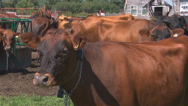Des vaches canadiennes Des vaches canadiennes
