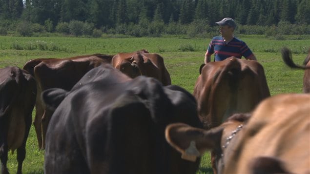 Serge Leboeuf entouré de ses vaches. Serge Leboeuf entouré de ses vaches.