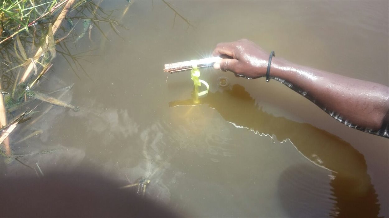 Technologies Écofixe, de Laval, utilise des bactéries pour assainir les eaux. Technologies Écofixe, de Laval, utilise des bactéries pour assainir les eaux.